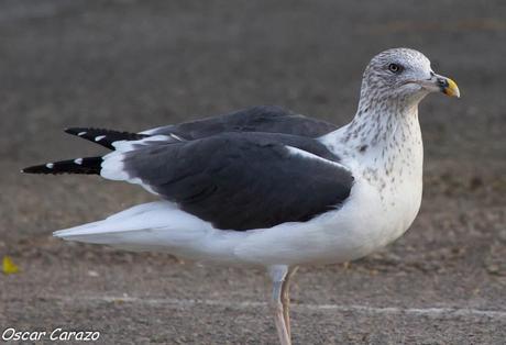 SANTOÑA EN PLENITUD SANTOÑA EN PLENITUD