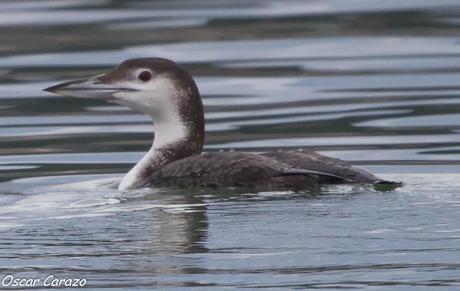 SANTOÑA EN PLENITUD SANTOÑA EN PLENITUD