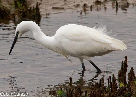 SANTOÑA EN PLENITUD SANTOÑA EN PLENITUD