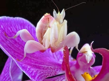 LA DESCONOCIDA 'MANTIS ORQUIDEA'