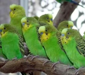 ¿QUÉ ES UN HÁBITAT? que es habitat