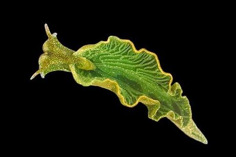 ÚNICO ANIMAL CAPAZ DE REALIZAR LA FOTOSÍNTESIS 2 ¿CONOCES EL ÚNICO ANIMAL CAPAZ DE REALIZAR LA FOTOSÍNTESIS?