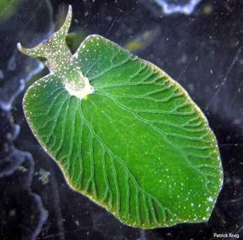 ÚNICO ANIMAL CAPAZ DE REALIZAR LA FOTOSÍNTESIS5 ¿CONOCES EL ÚNICO ANIMAL CAPAZ DE REALIZAR LA FOTOSÍNTESIS?