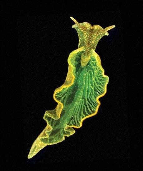 ÚNICO ANIMAL CAPAZ DE REALIZAR LA FOTOSÍNTESIS3 ¿CONOCES EL ÚNICO ANIMAL CAPAZ DE REALIZAR LA FOTOSÍNTESIS?