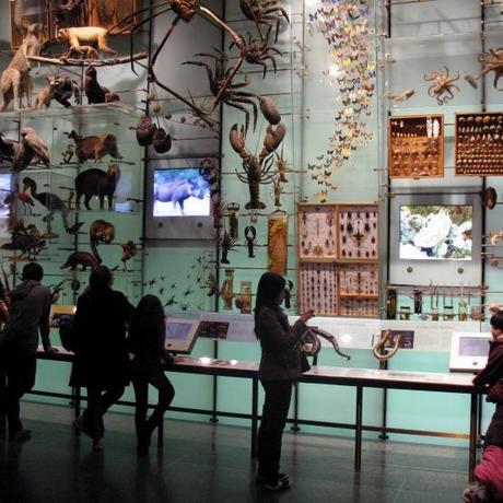 American_Museum_of_Natural_History_Biodiversity_Hall_anagoria