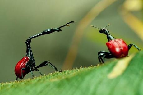 EL EXTRAÑO INSECTO JIRAFA,EL GORGOJO ENROLLADOR DE HOJAS