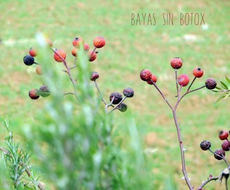 Fotos explicadas. BAYAS