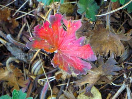 Fotos explicadas. CARACOL
