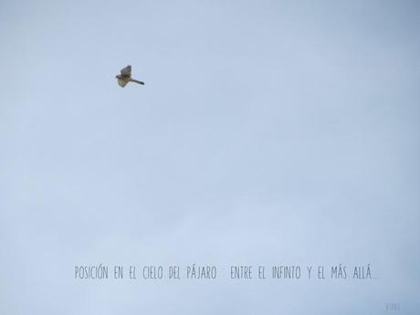 Fotos explicadas. PAJARO2