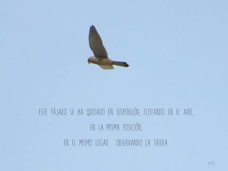 Fotos explicadas. PAJARO1