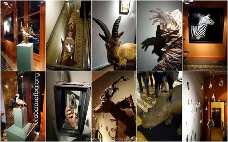 22 AÑOS DESPUÉS, EL TAXIDERMISTA REGRESA A LA PLAÇA REIAL 22 AÑOS DESPUÉS, EL TAXIDERMISTA REGRESA A LA PLAÇA REIAL