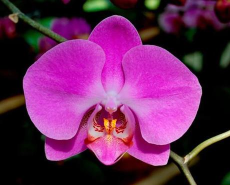 orquidea radiante tendencia 2014 orquidea-radiante-tendencia-2014