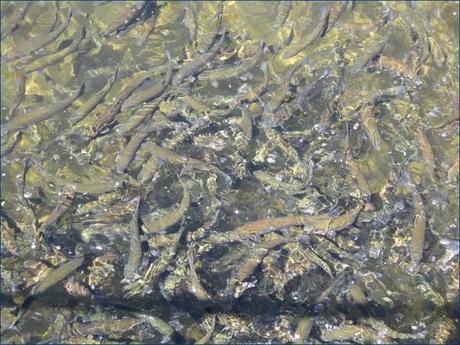 salmón Chinook salmón Chinook