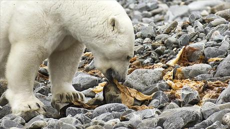 Oso polar cambia de dieta