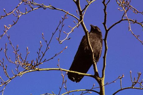 Sewerby Hall and Gardens en invierno Sewerby Hall and Gardens en invierno