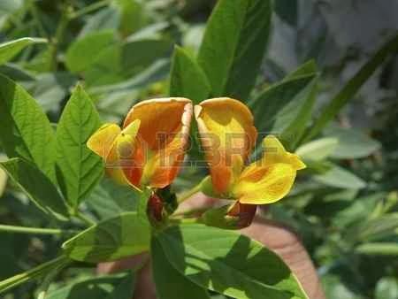 conlaneveravacia.blogspot.com LENTEJAS