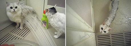 Divertidas fotos de gatos mojados en el baño