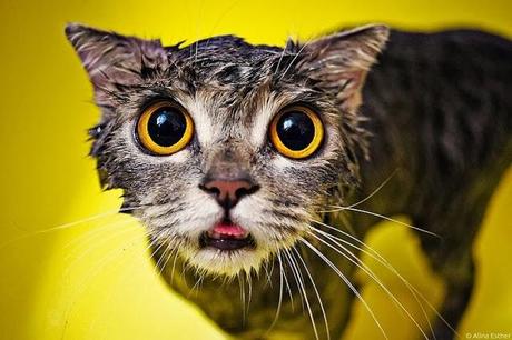 16 divertidas fotos de gatos mojados después del baño.