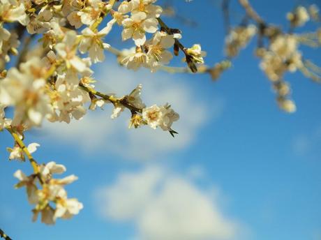 Almond's flowers Almond's flowers