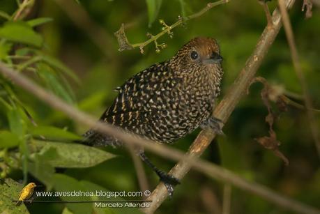 Batará pintado (Large-tailed antshrike) Mackenziaena leachii Batará pintado (Large-tailed antshrike) Mackenziaena leachii