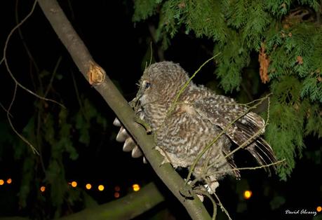 Cárabos urbanos: una historia con final feliz Cárabos urbanos: una historia con final feliz
