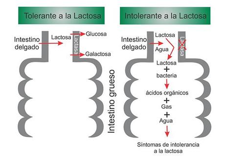 Intolerancia a la Lactosa 2 by AcercaCiencia Adaptado de Saudeter ¿Siempre pudimos tomar leche sin problemas?
