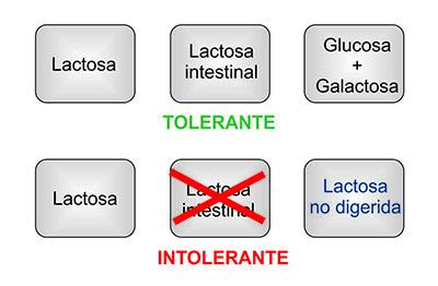 Intoleracia a la lactosa ¿Siempre pudimos tomar leche sin problemas?