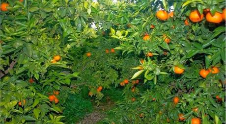 KRINGLE DE SOBRASADA Y MIEL. NARANJAS AMBER KRINGLE DE SOBRASADA Y MIEL. NARANJAS AMBER