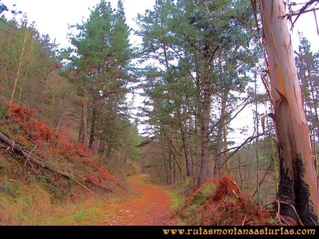 Rutas Montaña Asturias: Ruta entre pinos