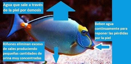 ¿SABÍAS QUE LOS PECES DEL RÍO NO BEBEN AGUA?