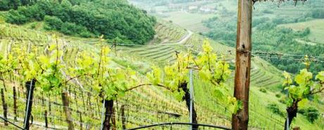 Pinot Noir pinot noir 2