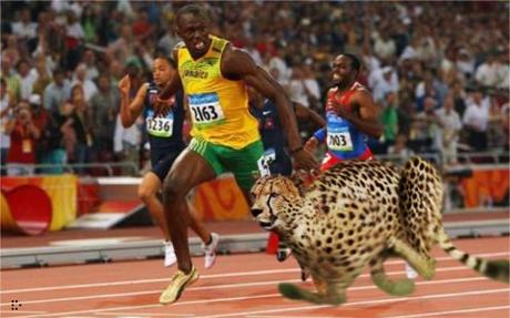 Cheetah Cub, el Robot más Veloz del Mundo Cheetah Cub, el Robot más Veloz del Mundo