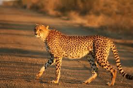 Cheetah Cub, el Robot más Veloz del Mundo Cheetah Cub, el Robot más Veloz del Mundo