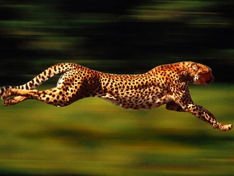 Cheetah Cub, el Robot más Veloz del Mundo Cheetah Cub, el Robot más Veloz del Mundo