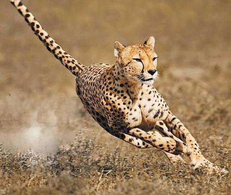 Cheetah Cub, el Robot más Veloz del Mundo Cheetah Cub, el Robot más Veloz del Mundo