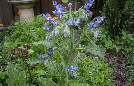 La borraja La borraja