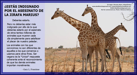 El caso Marius El caso Marius