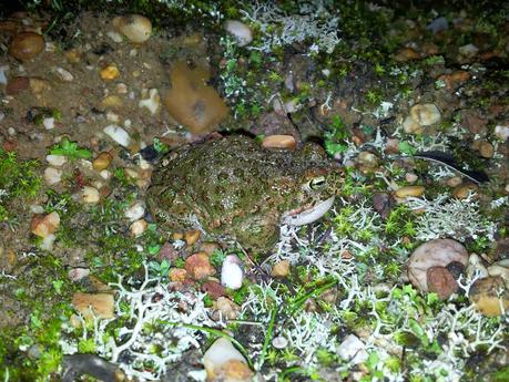 Salir a censar anfibios y encontrar al animal vivo más antiguo del Planeta - Exit to number amphibians and find the oldest living animal on the Planet