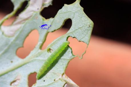 Blanquita de la col Blanquita de la col