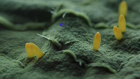 Blanquita de la col Blanquita de la col