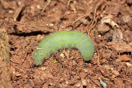 Blanquita de la col Blanquita de la col