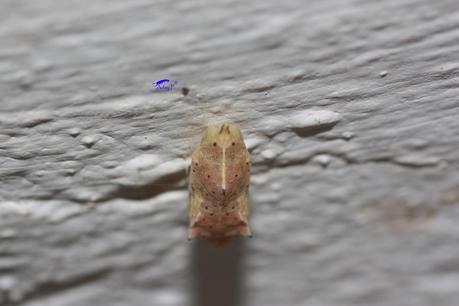 Blanquita de la col Blanquita de la col