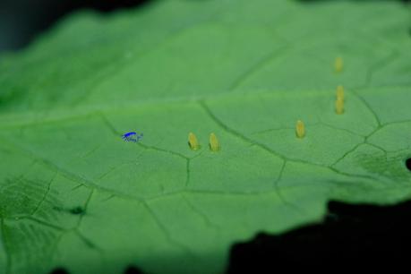 Blanquita de la col Blanquita de la col