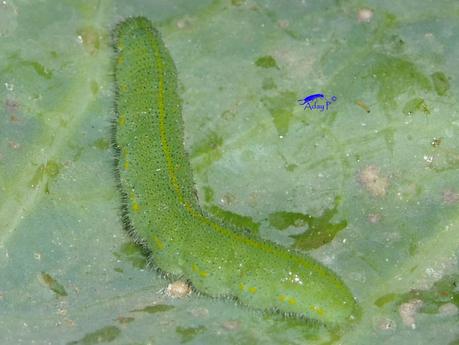 Blanquita de la col Blanquita de la col