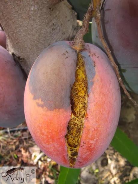 120 maneras de combatir hormigas 120 maneras de combatir hormigas