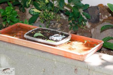 120 maneras de combatir hormigas 120 maneras de combatir hormigas