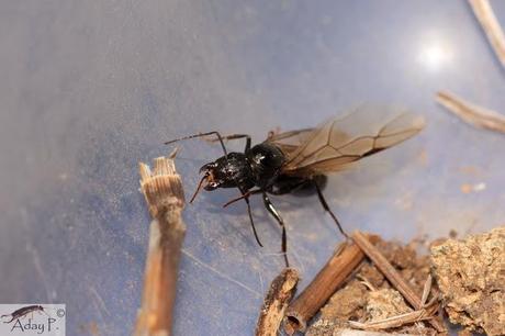 120 maneras de combatir hormigas 120 maneras de combatir hormigas