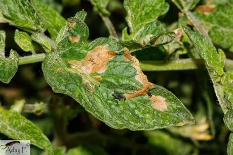Tuta absoluta: Como combatirla Tuta absoluta: Como combatirla