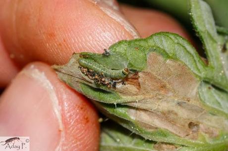 Tuta absoluta: Como combatirla Tuta absoluta: Como combatirla