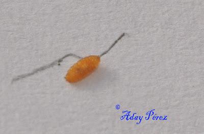 Tuta absoluta: Como combatirla Tuta absoluta: Como combatirla